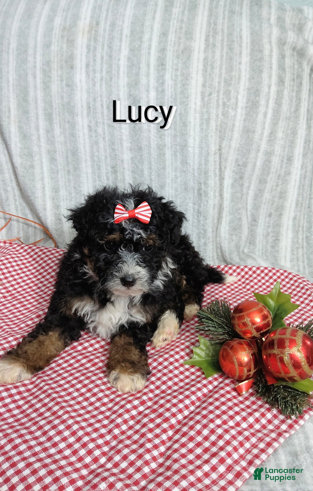 Mini Bernedoodle dogs for sale:  Lucy  - Ad 4