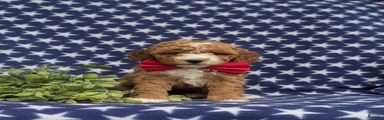 Cory