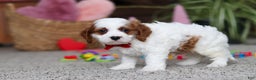 Cavapoo dogs for sale: Lucas - Ad 5
