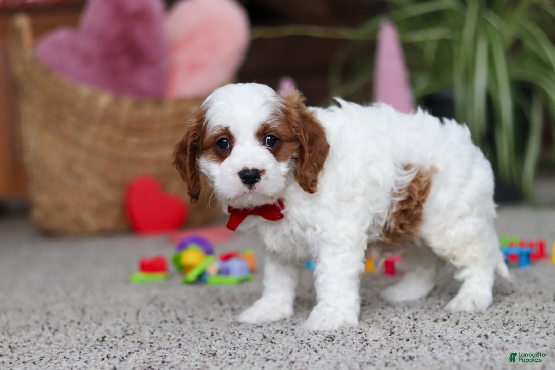 Cavapoo dogs for sale: Lucas - Ad 5