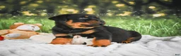 Rottweiler dogs for sale: Kane - Ad 11