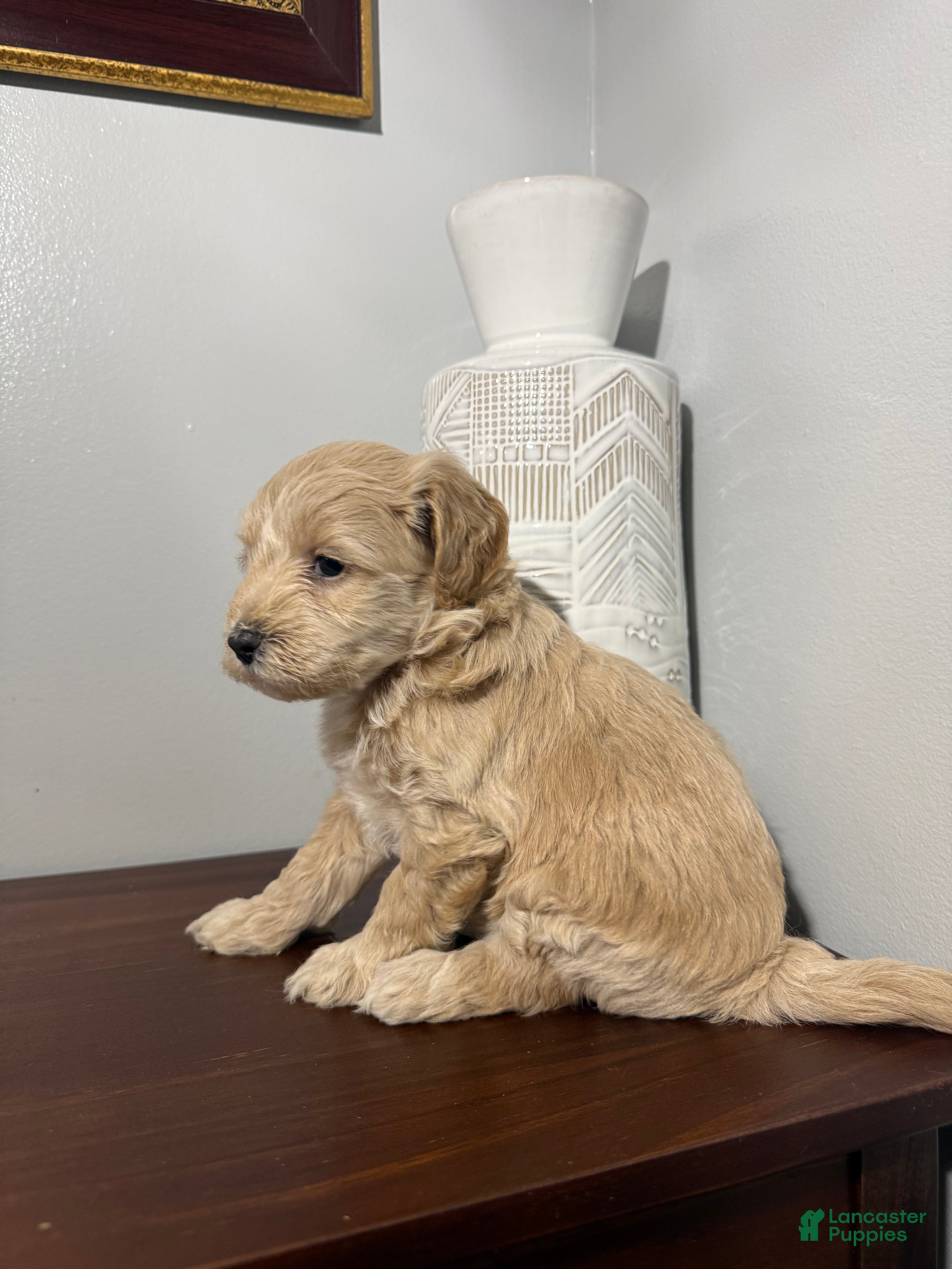 Maltipoo dogs Bonnie - Ad 11
