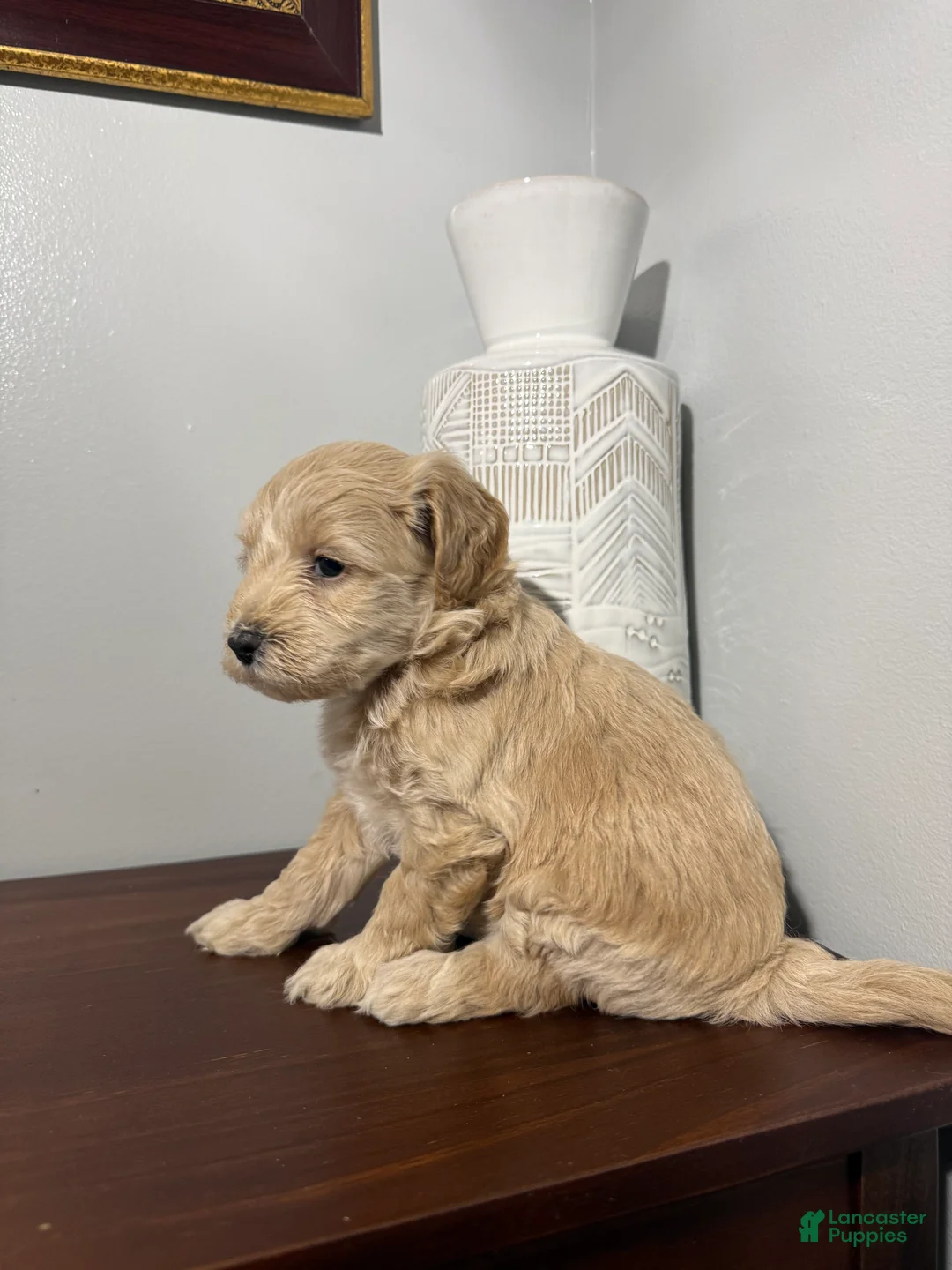 Maltipoo dogs for sale: Bonnie - Ad 1