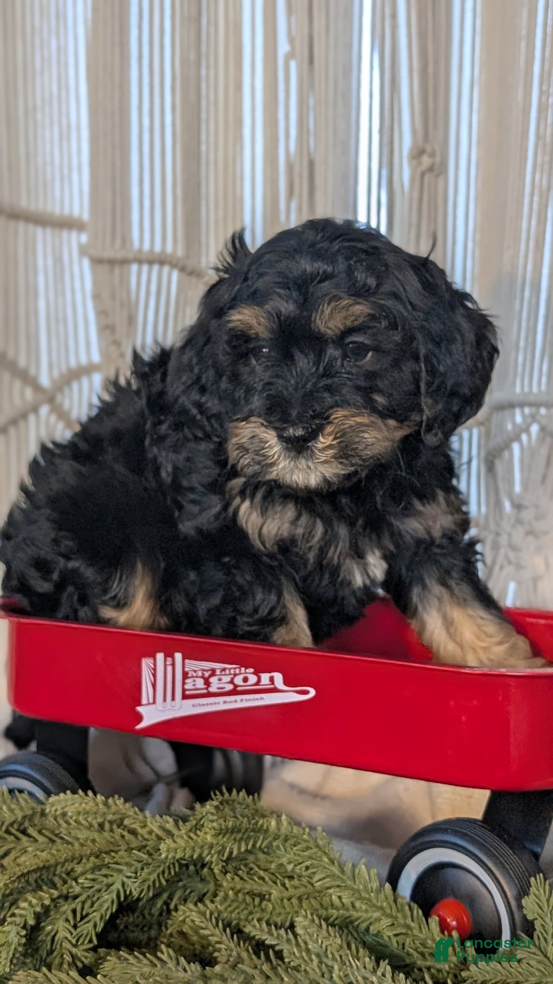 Cavapoo dogs for sale: Andra - Ad 2