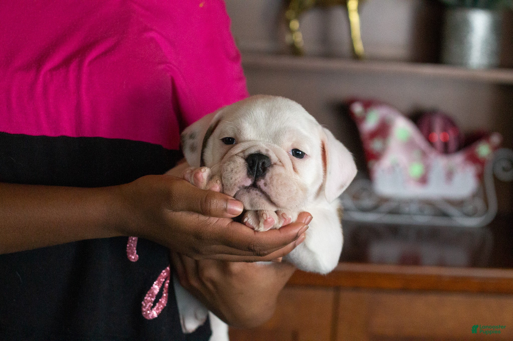 English Bulldog dogs Diesel - Ad 26