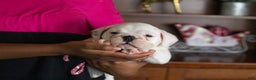 English Bulldog dogs for sale: Diesel - Ad 1