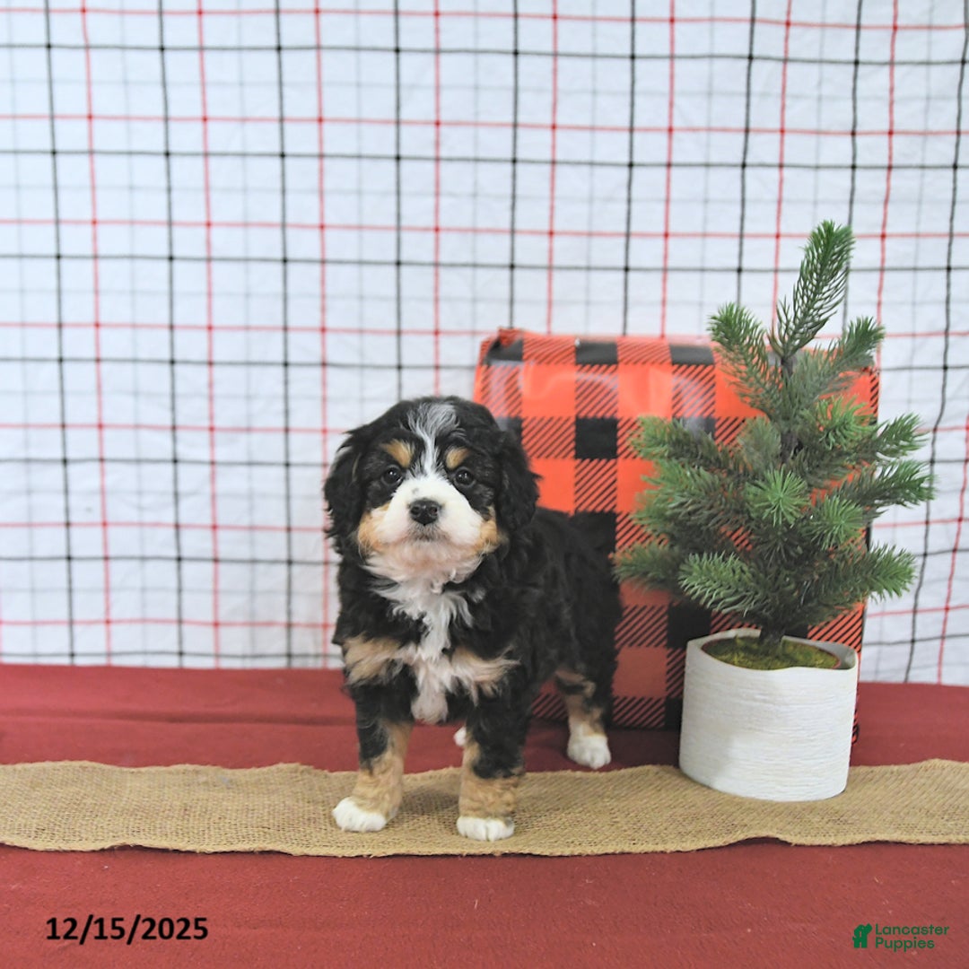 Mini Aussiedoodle dogs for sale: Joy EXTRA SMALL - Ad 2