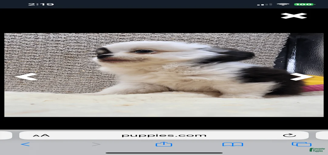 Gallery Image {{count}}