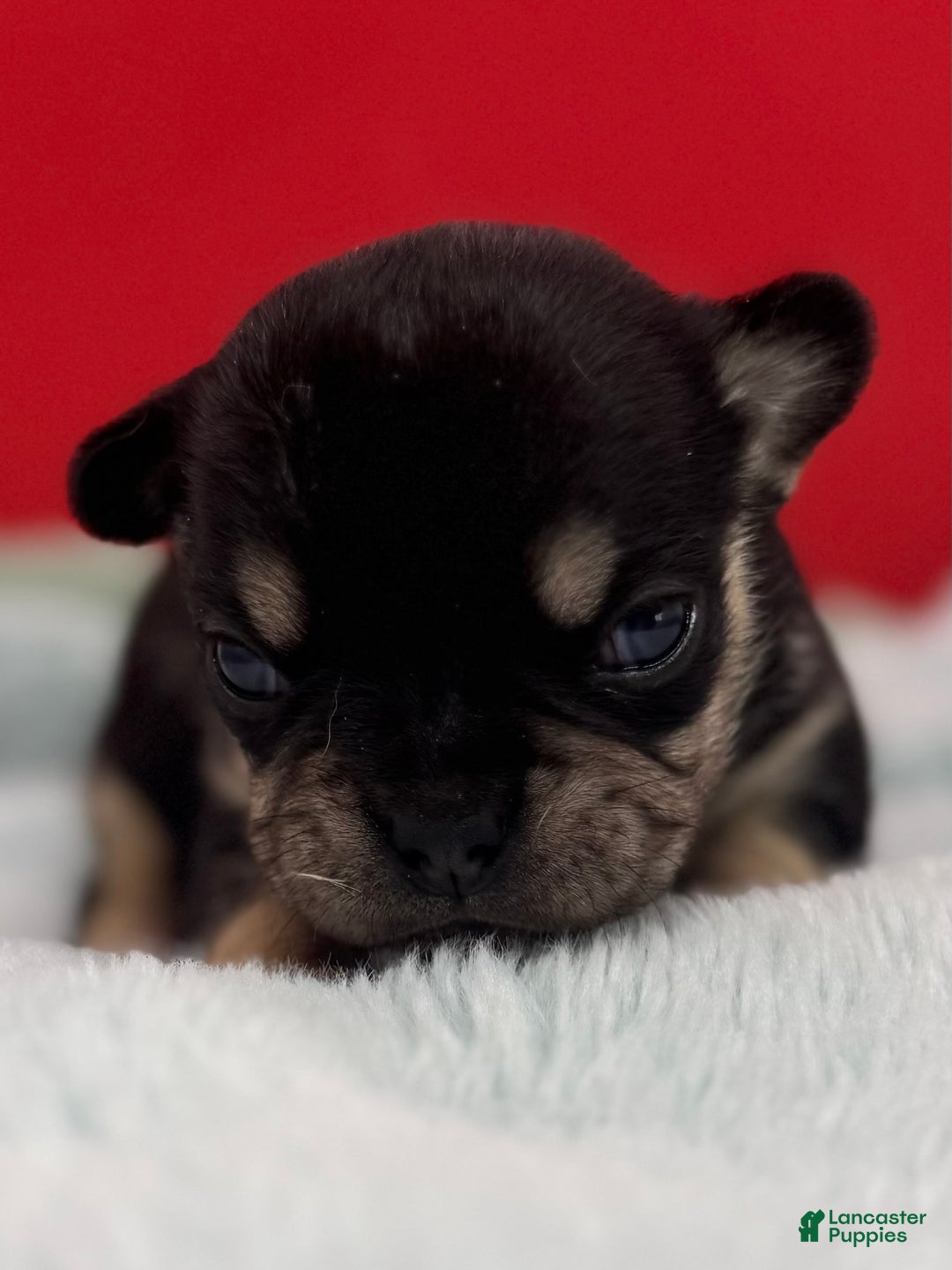 French Bulldog dogs for sale: French Bulldog Puppy 1 - Ad 2