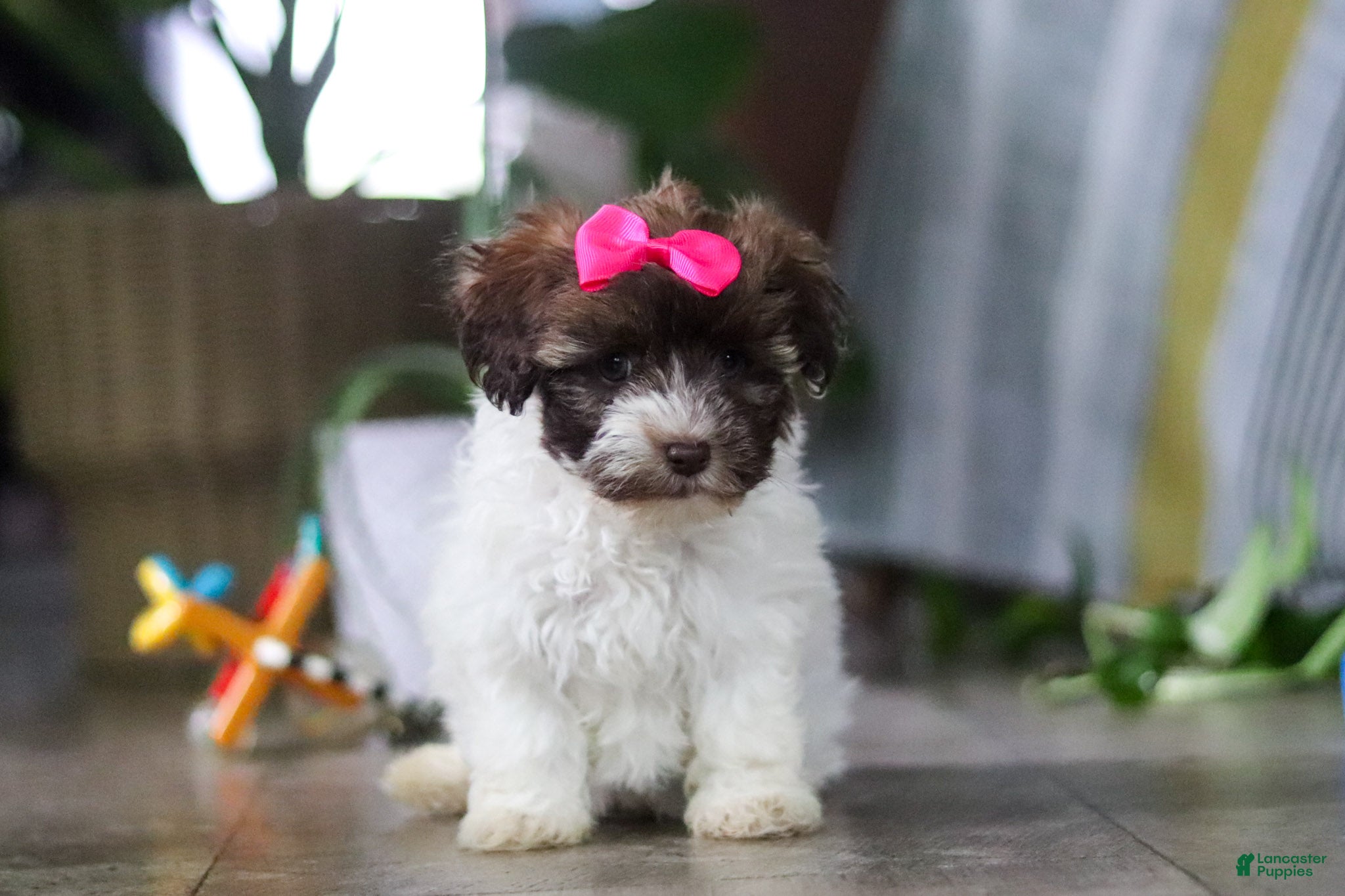 Havanese dogs for sale: Lily - Ad 2
