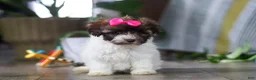 Havanese dogs for sale: Lily - Ad 1