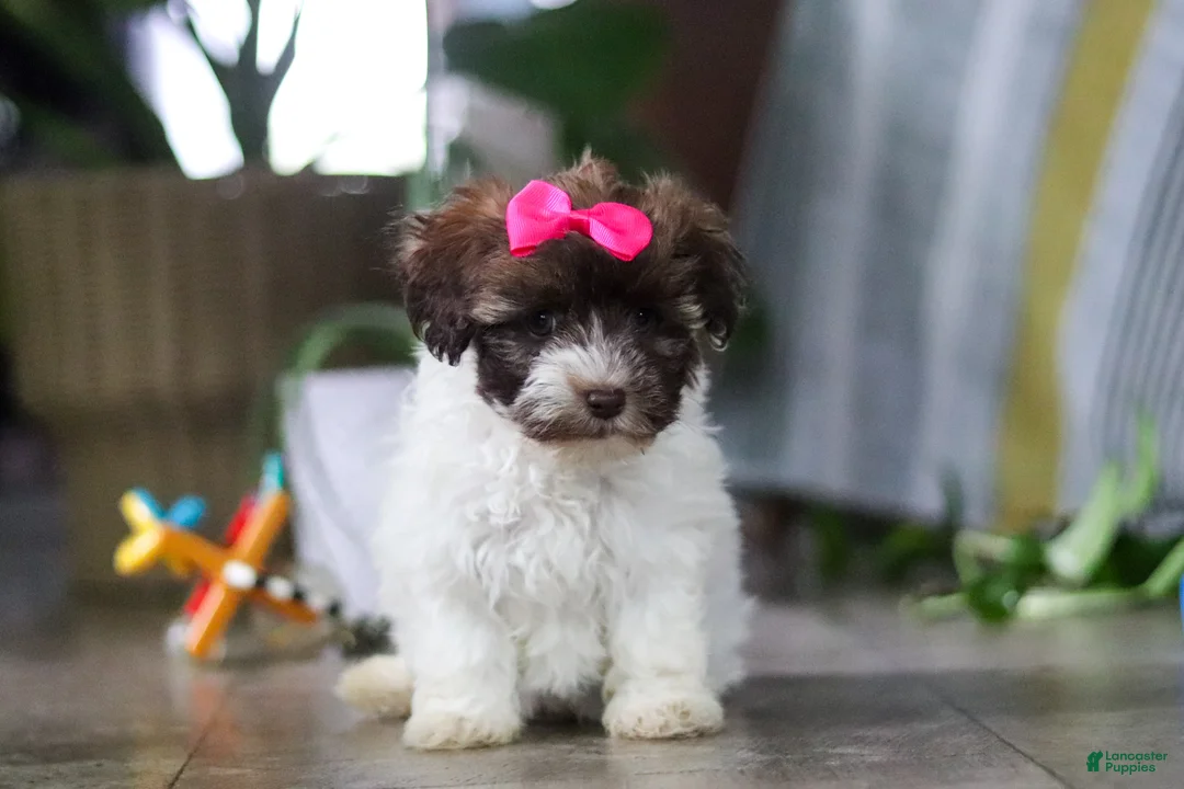 Havanese dogs for sale: Lily - Ad 1