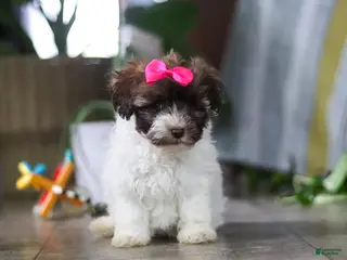 Havanese dogs for sale: Lily - Ad 2