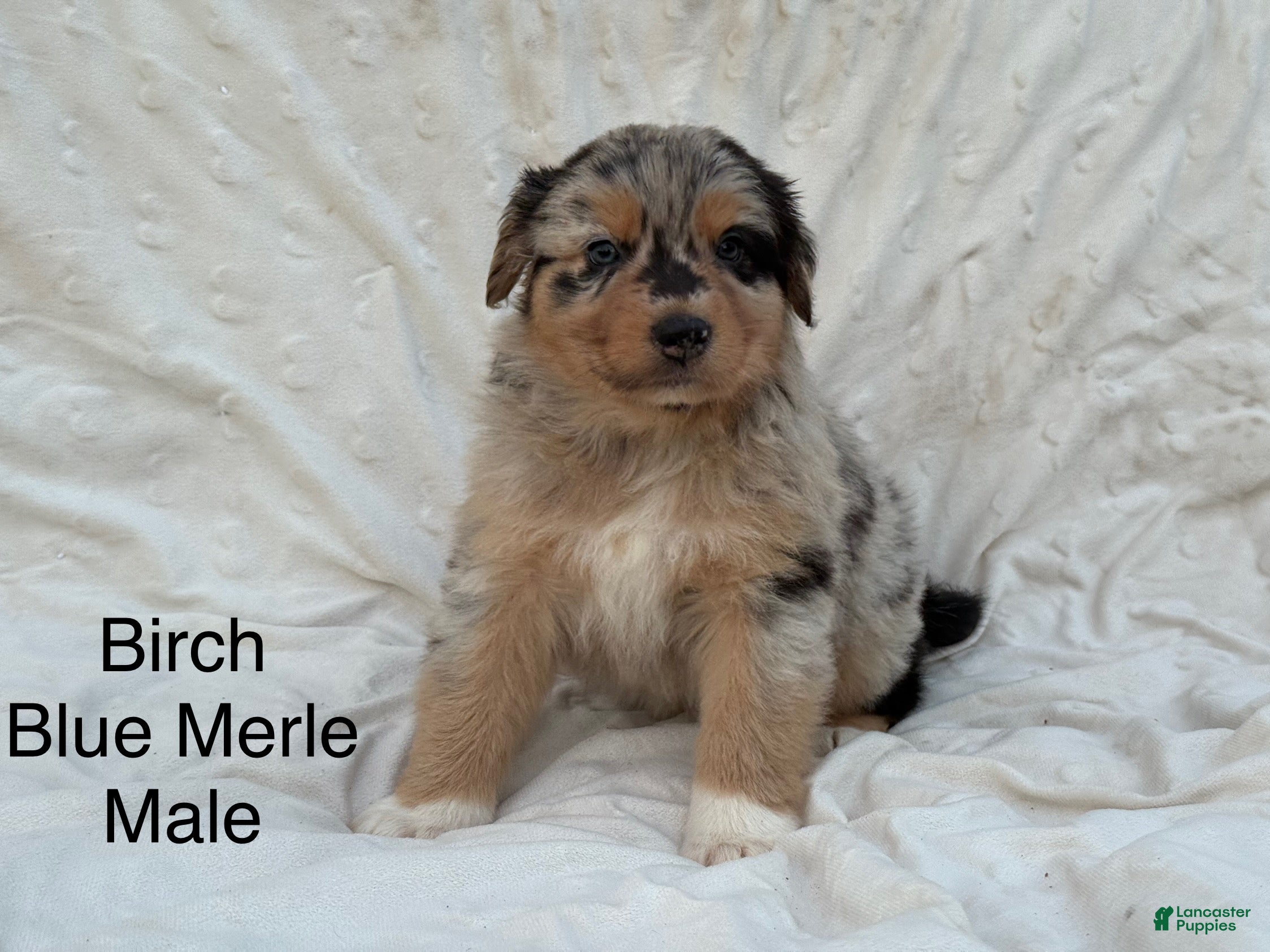 Australian Shepherd dogs Birch - Ad 18