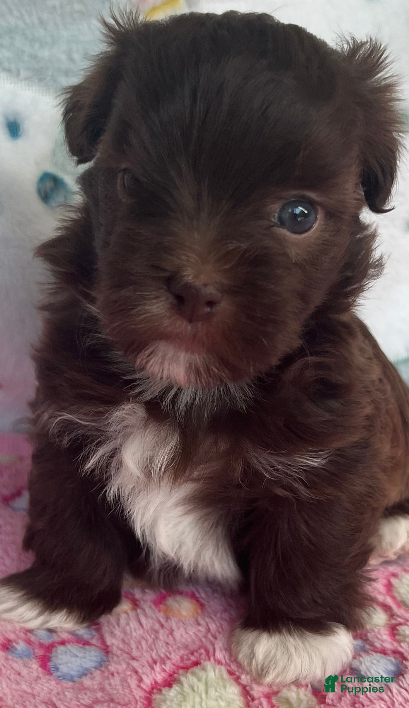 Havanese dogs Brownie - Ad 2