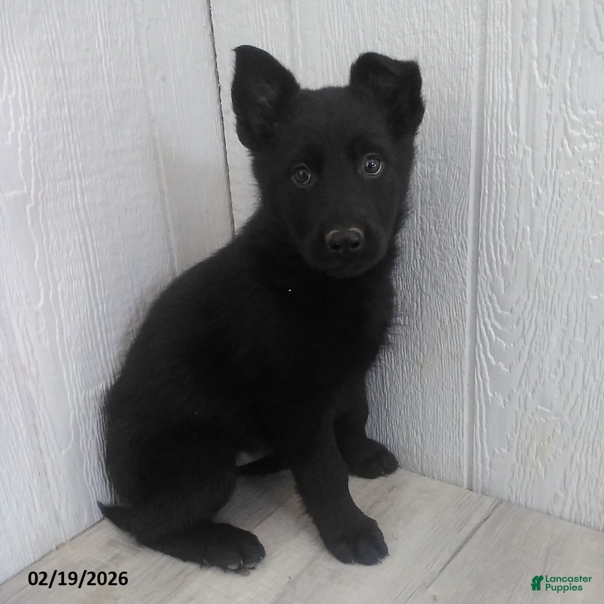 German Shepherd dogs Lucas - Ad 1