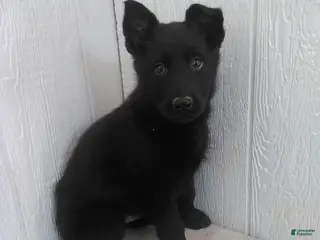 German Shepherd dogs for sale: Lucas - Ad 4