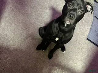 Mixed Breed dogs Midnight - Ad 22