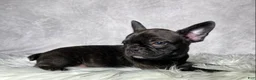 Frenchton dogs for sale: Miss Luna - Ad 10