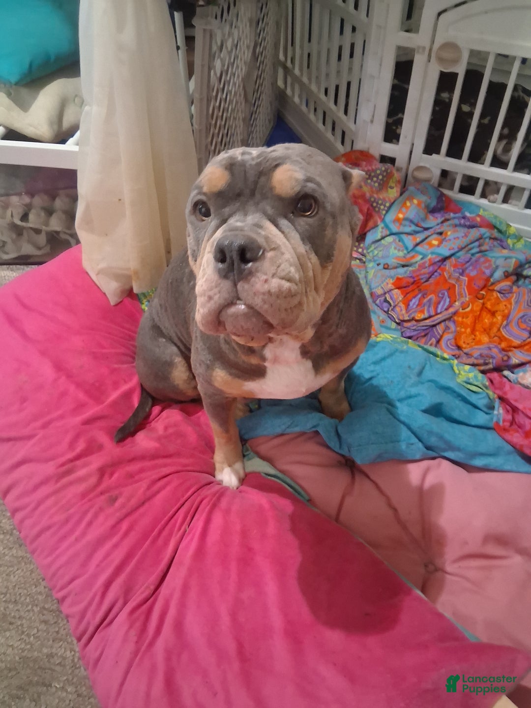 Mixed Breed dogs for sale: Mixed Breed Puppy 3 - Ad 2