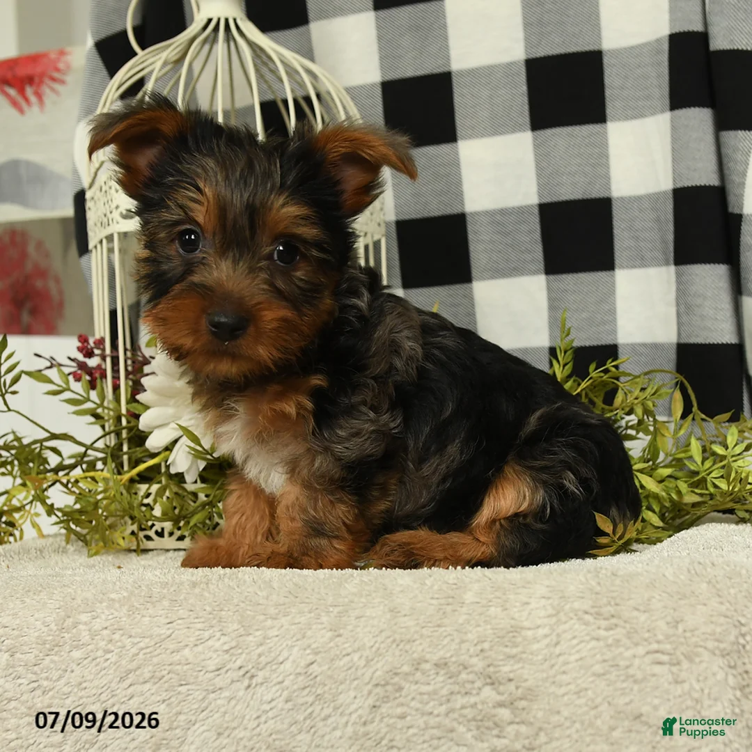 Yorkshire Terrier dogs for sale: Asher - Ad 1