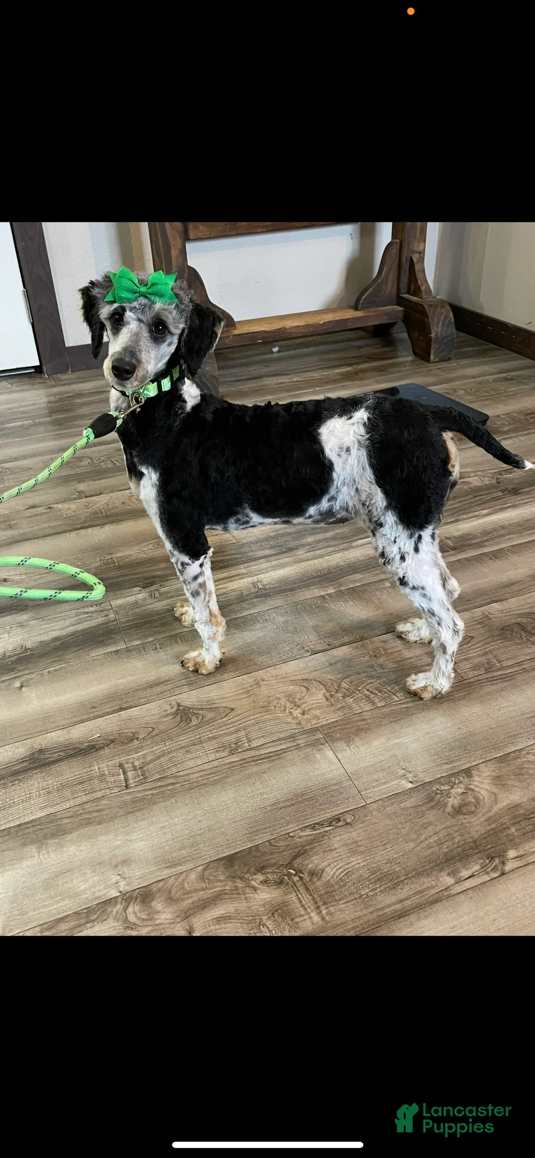 Miniature Poodle dogs for sale: Akc Clear Black Phantom Tri - Ad 5