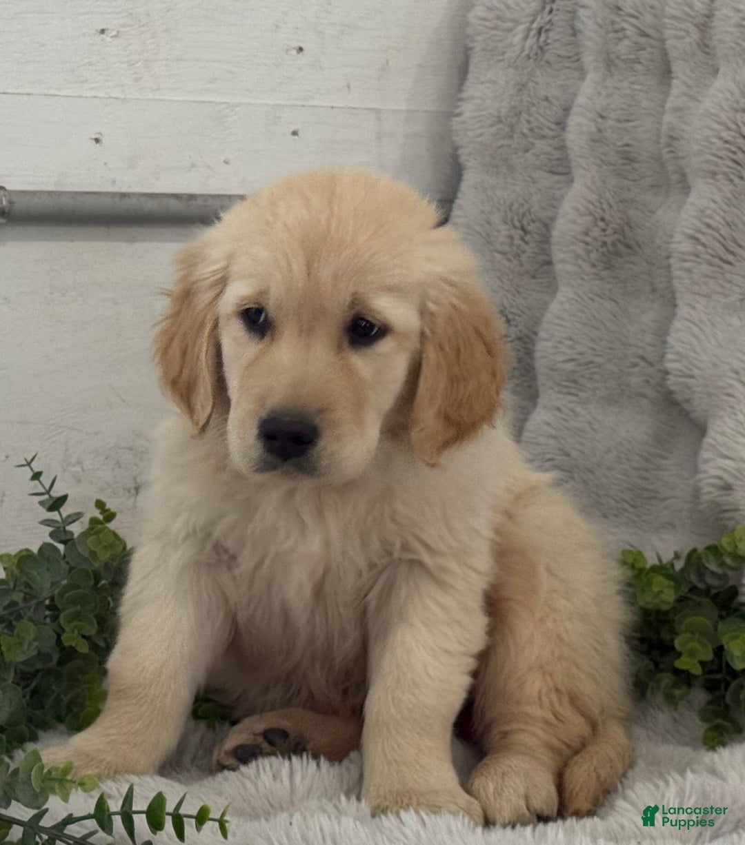 Golden Retriever dogs for sale: Snow Ball - Ad 3