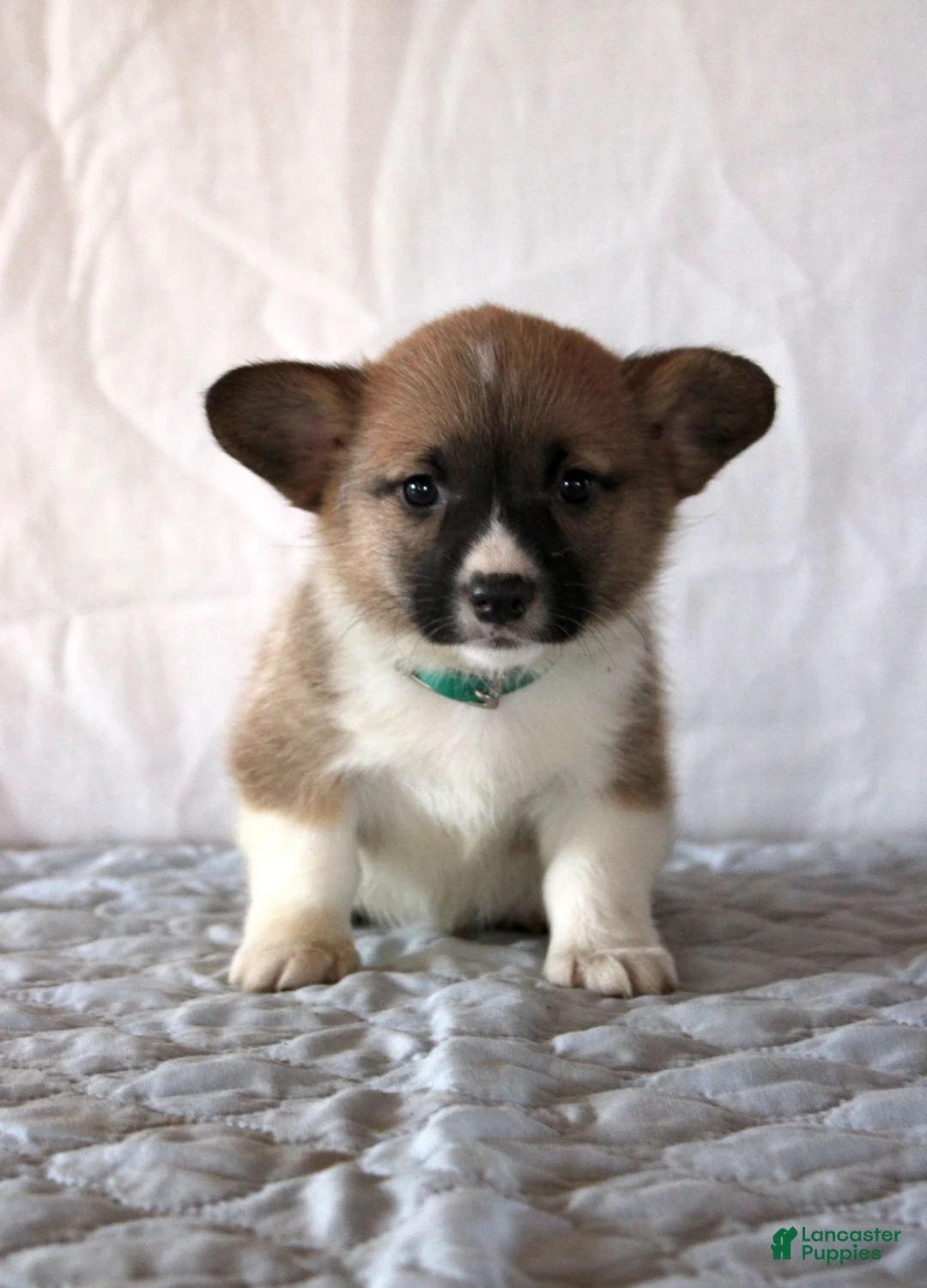 Welsh Corgi Pembroke dogs for sale: Little Foot - Ad 1
