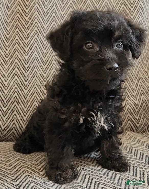 Yorkiepoo dogs Jack - Ad 1