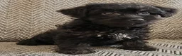 Yorkiepoo dogs for sale: Jack - Ad 1