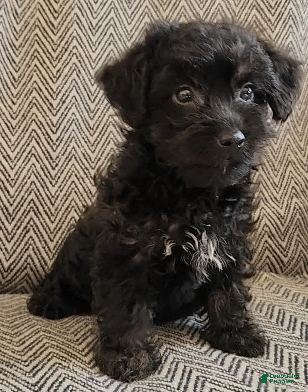 Yorkiepoo dogs for sale: Jack - Ad 1