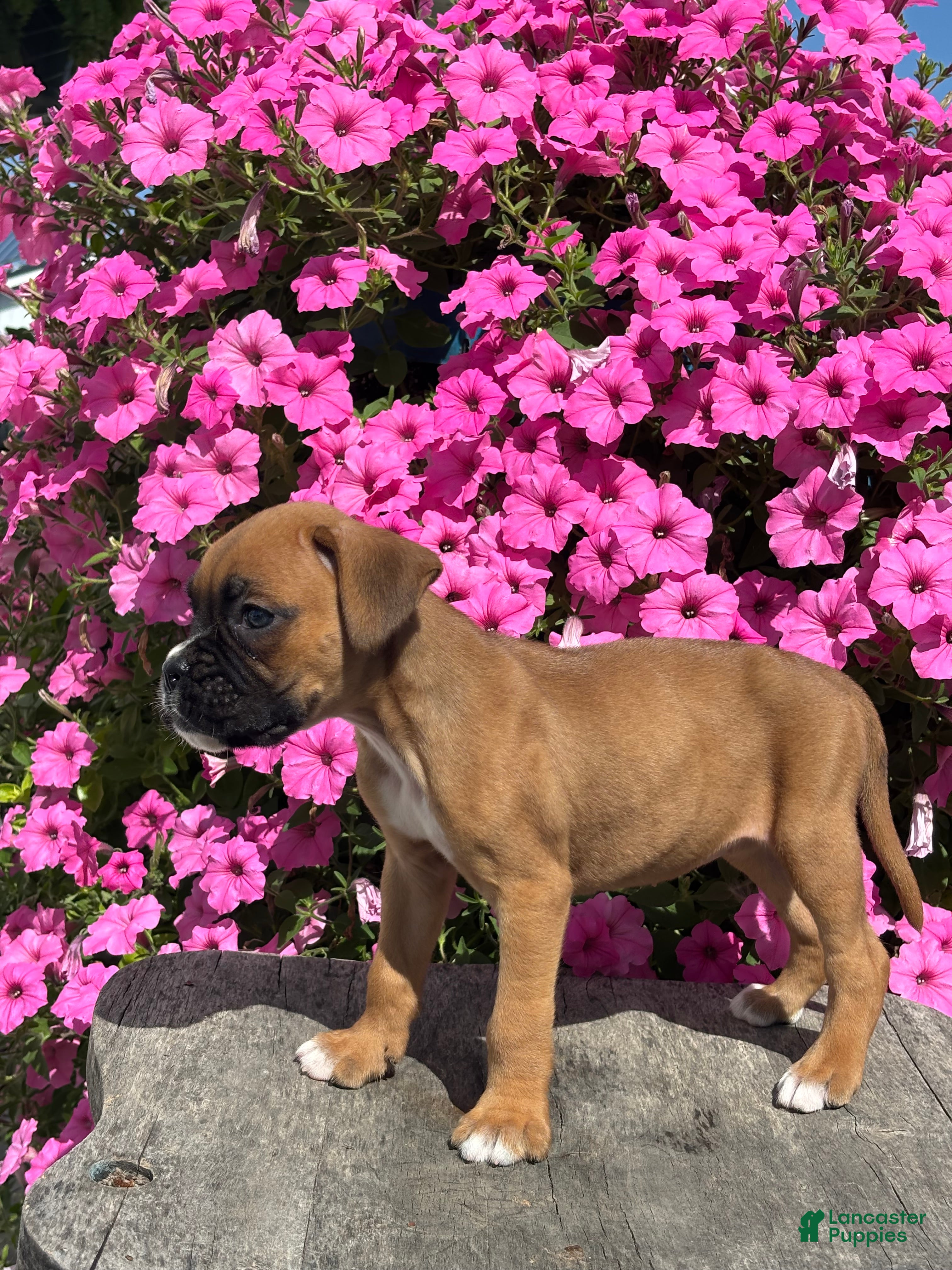 Boxer dogs Monika - Ad 2