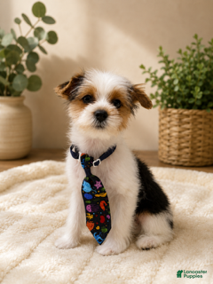 Yorkshire Terrier dogs Boy - Ad 2