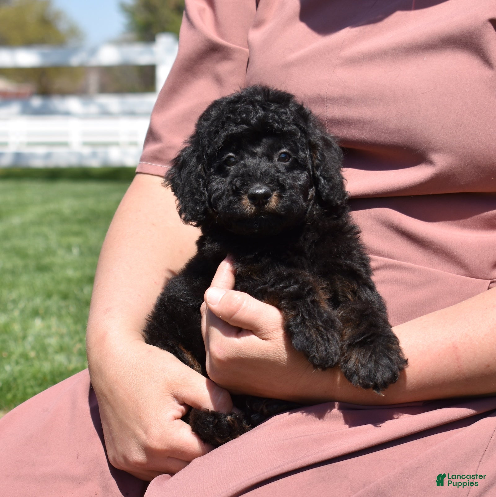 Miniature Poodle dogs Onyx  - Ad 1