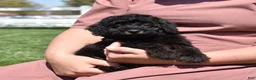 Miniature Poodle dogs for sale: Onyx  - Ad 5