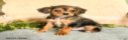Mixed Breed dogs for sale: Merrick - Ad 1
