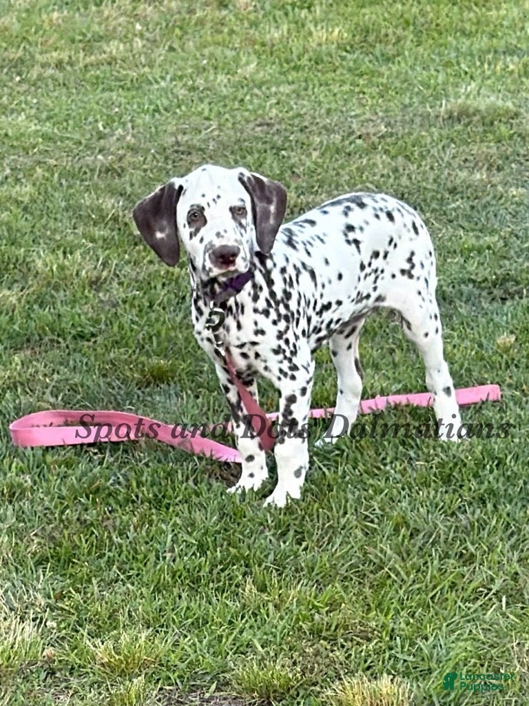 Dalmatian dogs Bree - Ad 1