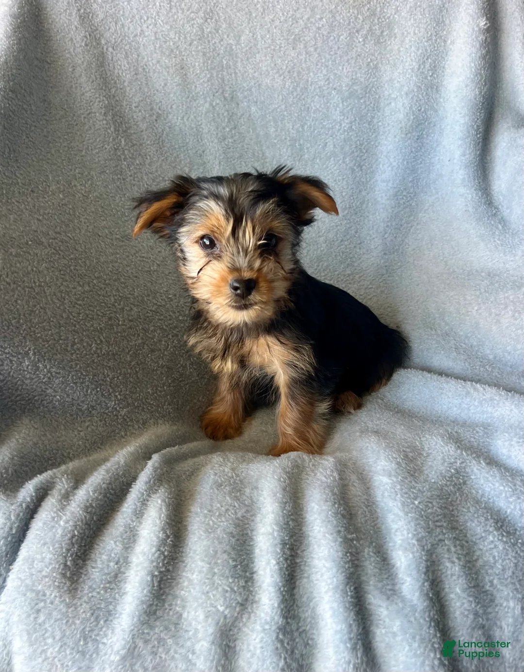 Yorkshire Terrier dogs for sale: Cody-Boy - Ad 7