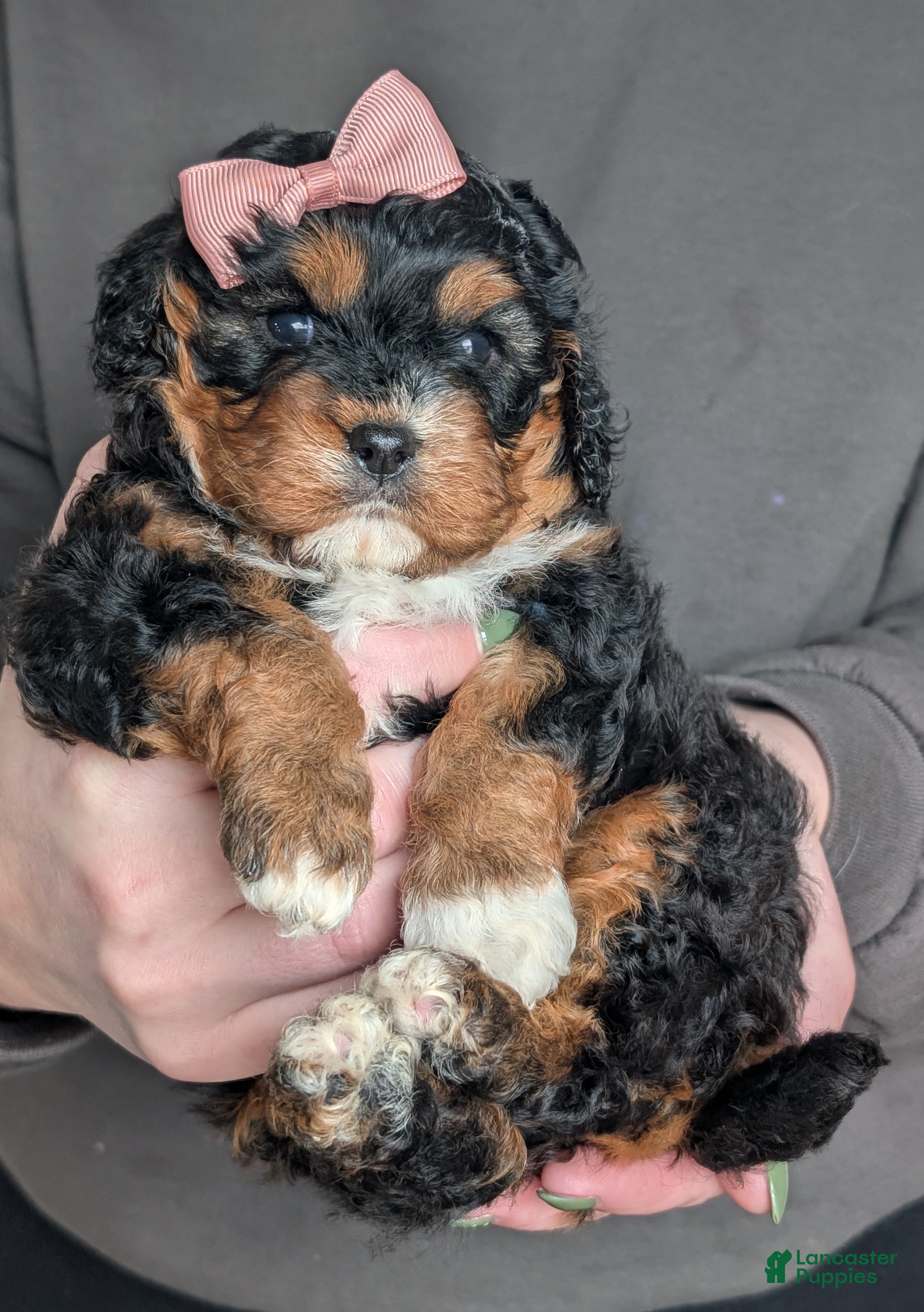 Cavapoo dogs Lily - Ad 1