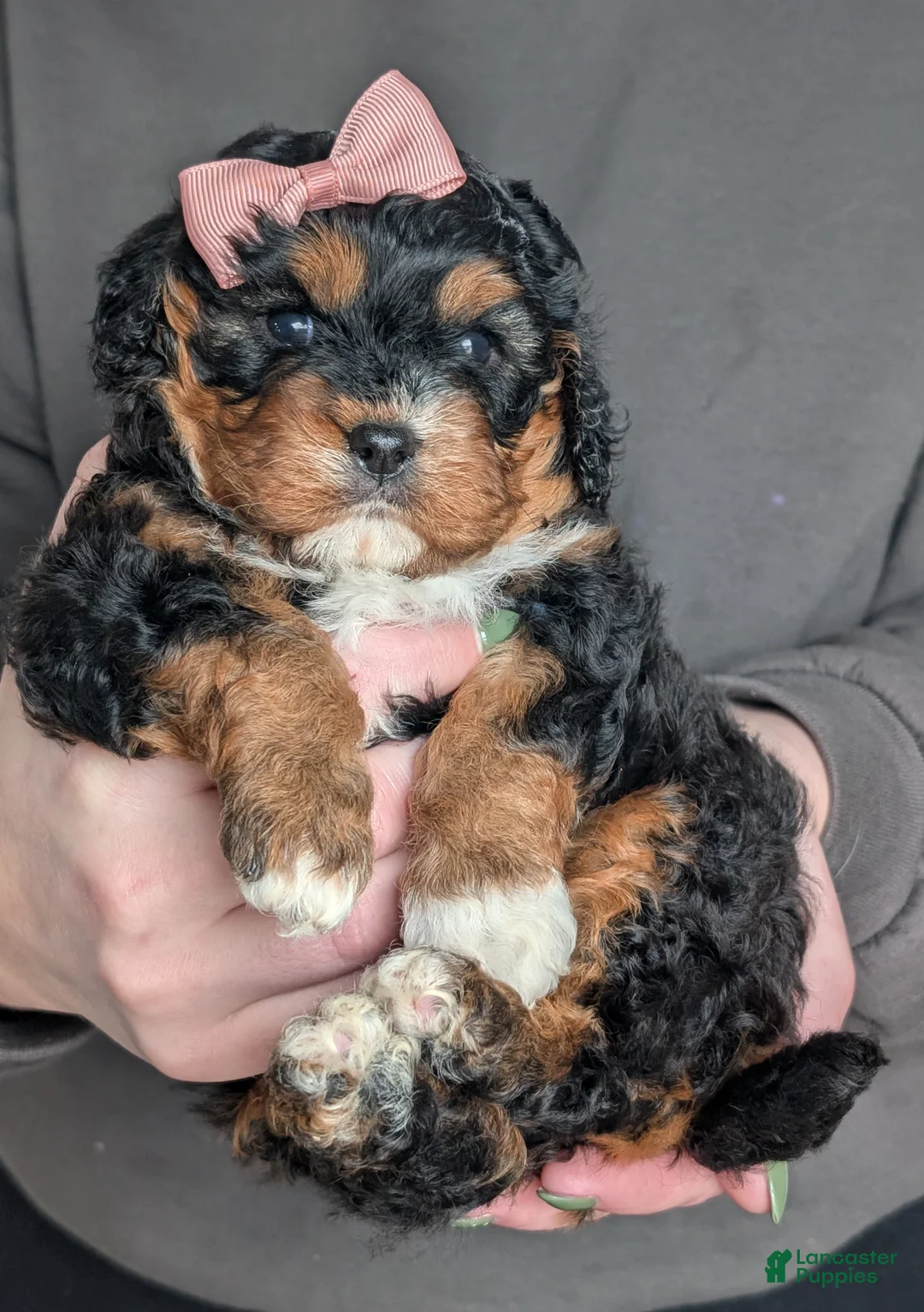 Cavapoo dogs for sale: Lily - Ad 1