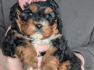 Cavapoo dogs for sale: Lily - Ad 3