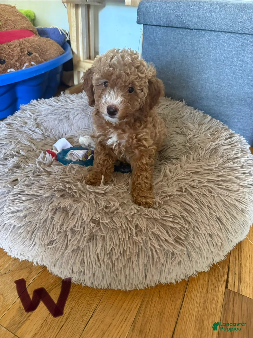 Miniature Poodle dogs for sale: Miniature Poodle 5 white collar - Ad 2