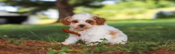Miniature Poodle dogs for sale: Milo - Ad 3