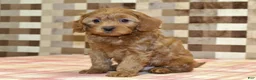 Cavapoo dogs for sale: Scout - Ad 1