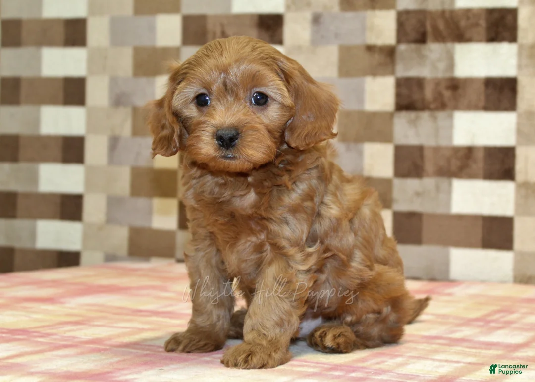 Cavapoo dogs for sale: Scout - Ad 1