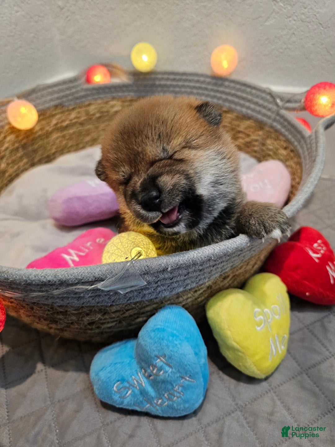 Shiba Inu dogs for sale: Kaito - Ad 5