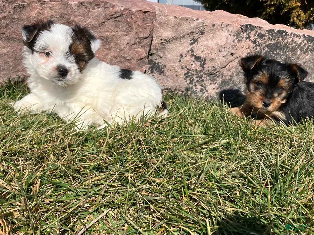 Yorkshire Terrier dogs for sale: Kirby  - Ad 5