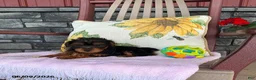 Yorkiepoo dogs for sale: Banjo - Ad 17