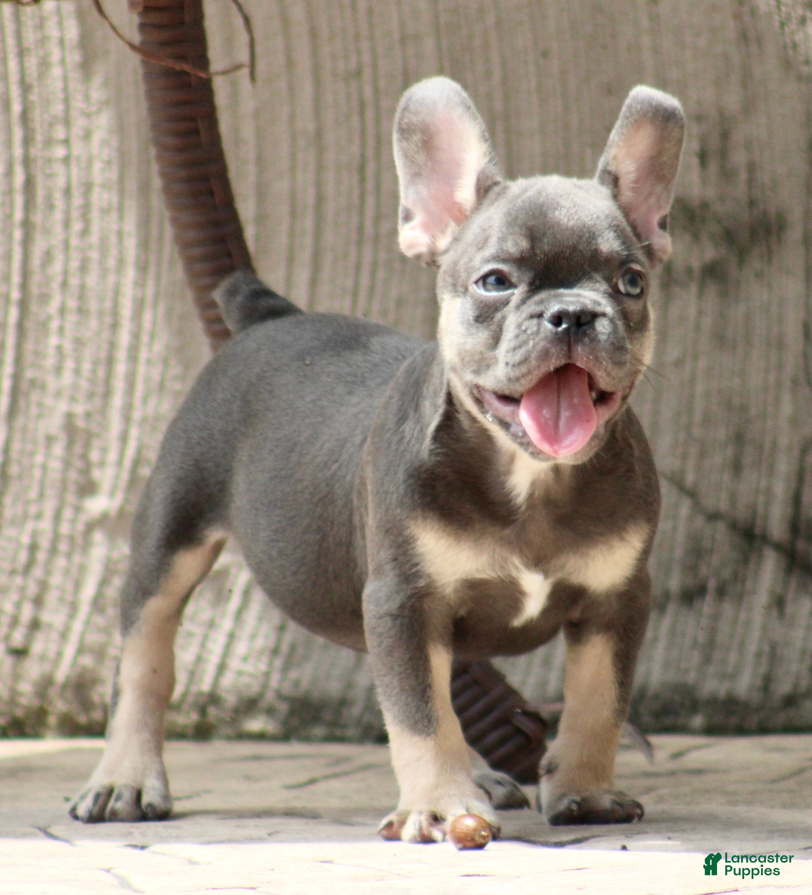 French Bulldog dogs Sonny  - Ad 2