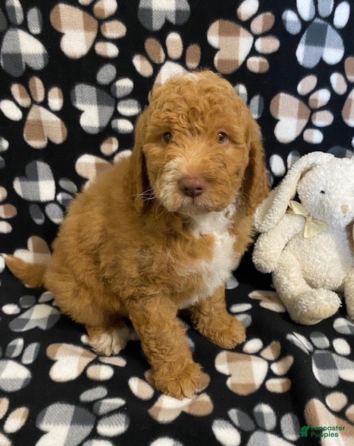 Goldendoodle dogs Milo- genetic clear parents - Ad 2